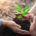 Indoor Plant Care Guide for Beginners