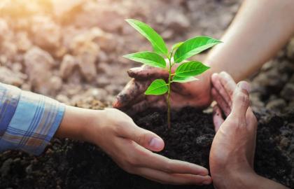 Indoor Plant Care Guide for Beginners