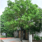 Hoa sữa/ Alstonia scholaris